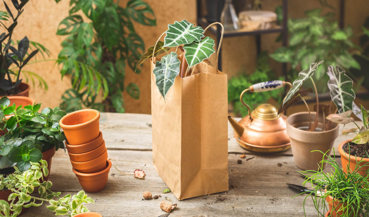 3 Reasons to Choose Natural Supplements for Better Health