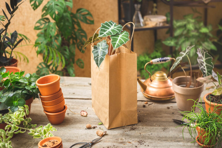 3 Reasons to Choose Natural Supplements for Better Health