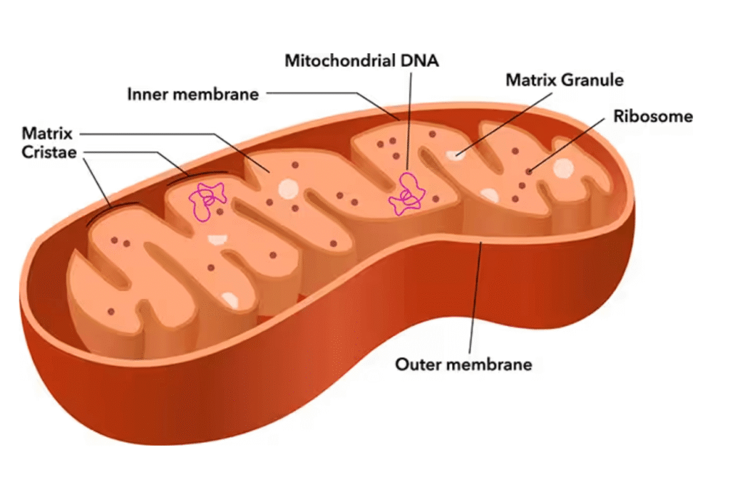 Mitochondria structure and function in the cell
